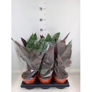 Apoballis acuminatissima