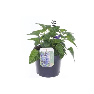 Salvia Black & Bloom