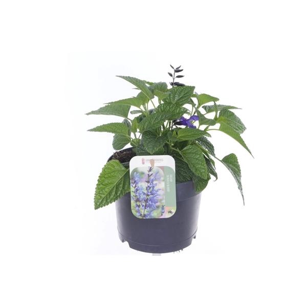 <h4>Salvia Black & Bloom</h4>