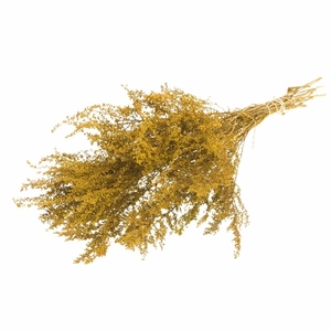 Solidago plant yellow