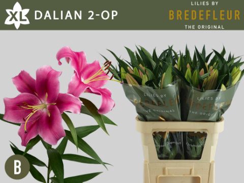 <h4>Li Or Dalian 2+ Bredefleur</h4>