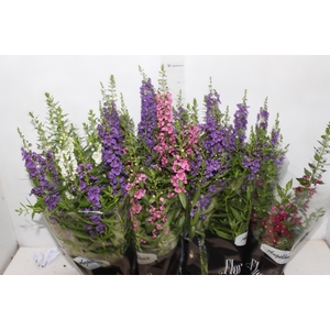 ANGELONIA P14 VARIADO