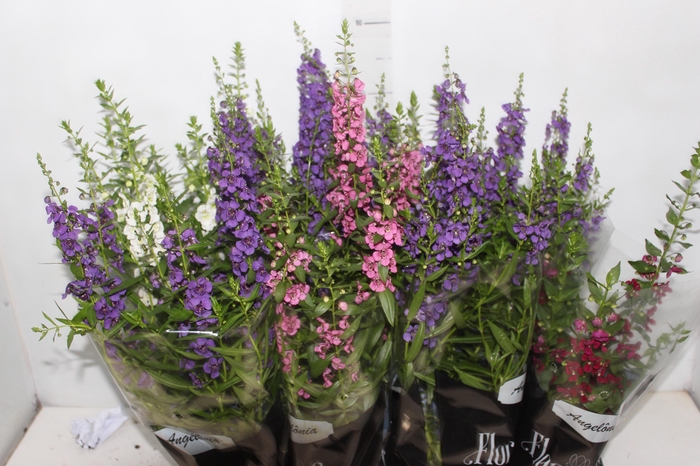 <h4>ANGELONIA P14 VARIADO</h4>