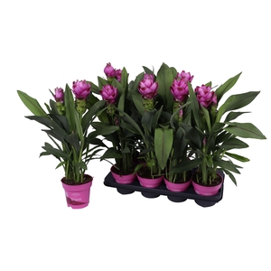 Curcuma alism. 'Siam Sanna'