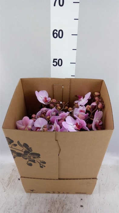 <h4>Phalaenopsis  'FC Heartbreaker'</h4>
