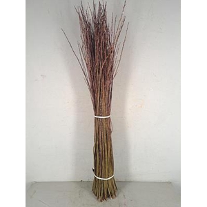 Willow Bundle 100-120cm