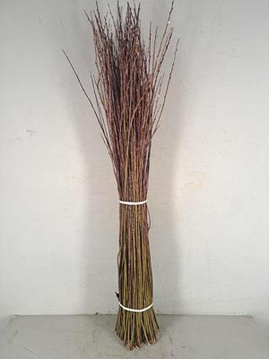 Willow Bundle 100-120cm
