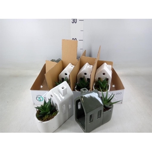 Arr.   Kamerplant Groen L%