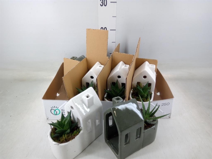 <h4>Arr.   Kamerplant Groen L%</h4>