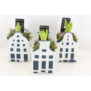 arr4 Hyacint RN - Delft blauw huis x12