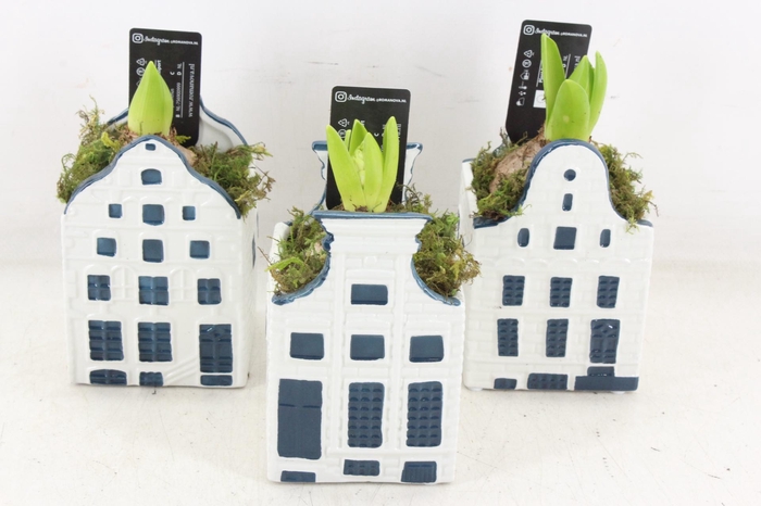 <h4>arr4 Hyacint RN - Delft blauw huis x12</h4>