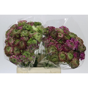 Ranunculus Pon Pon Malva
