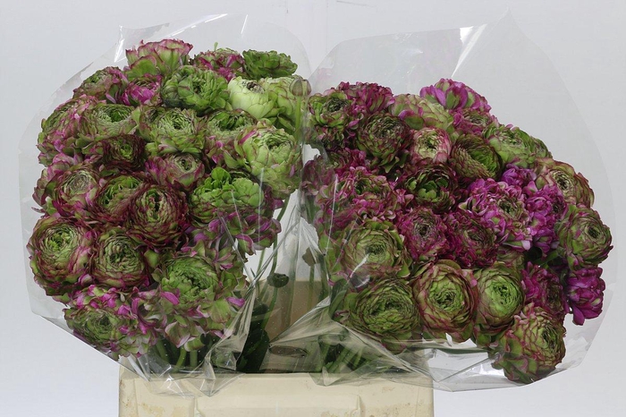 <h4>Ranunculus Pon Pon Malva</h4>