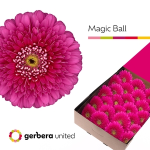 Gerbera Pomponi Magic Ball Doos