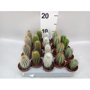 Cereus   ...