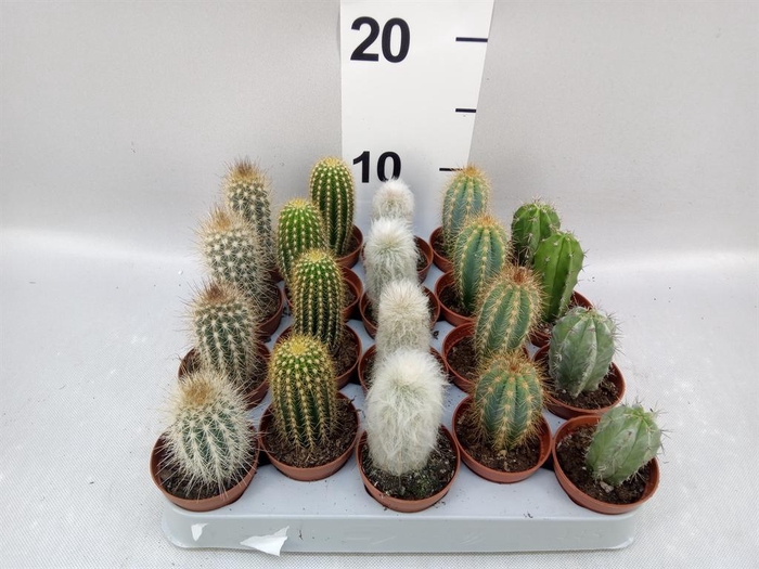 <h4>Cereus   ...</h4>