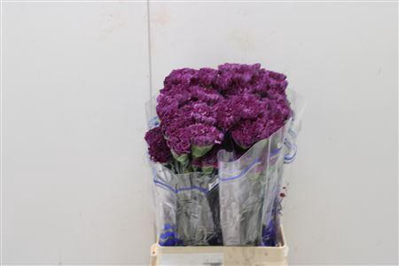 <h4>Di St Cobalt Thrill</h4>