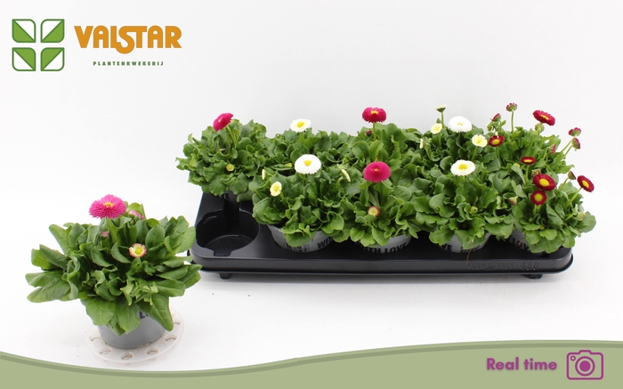 <h4>BELLIS P KL BEL GEM</h4>