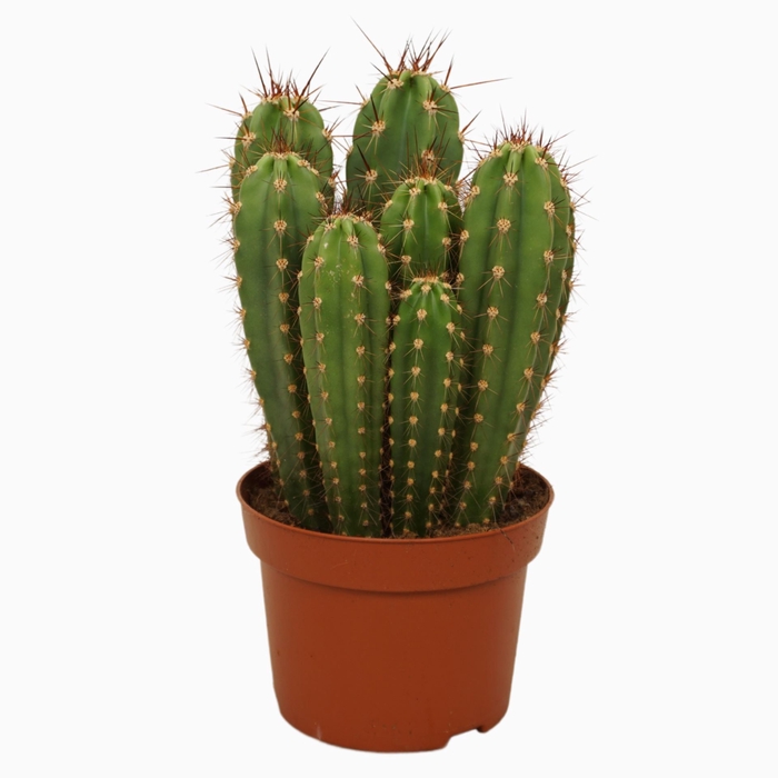 Neoraimondia herzogiana