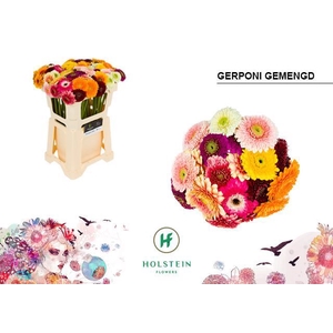 GE MB GERPONI GEM