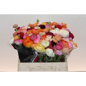 Ranunculus Elegance Rainbow
