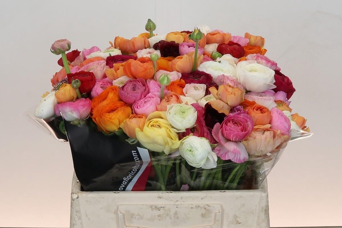<h4>Ranunculus Elegance Rainbow</h4>