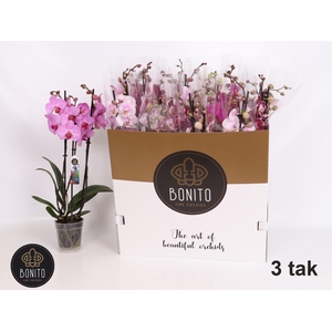 PHAL GEM 7 KL