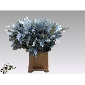 Quercus Rubra Klb White 26000 WB