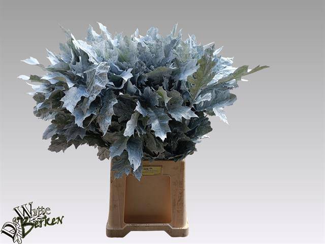 <h4>Quercus Rubra Klb White 26000 WB</h4>