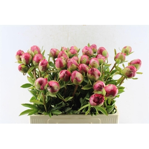 Paeonia L Com Performance