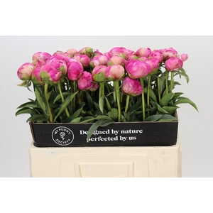 Paeonia Glory Hallelujah