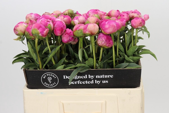<h4>Paeonia Glory Hallelujah</h4>
