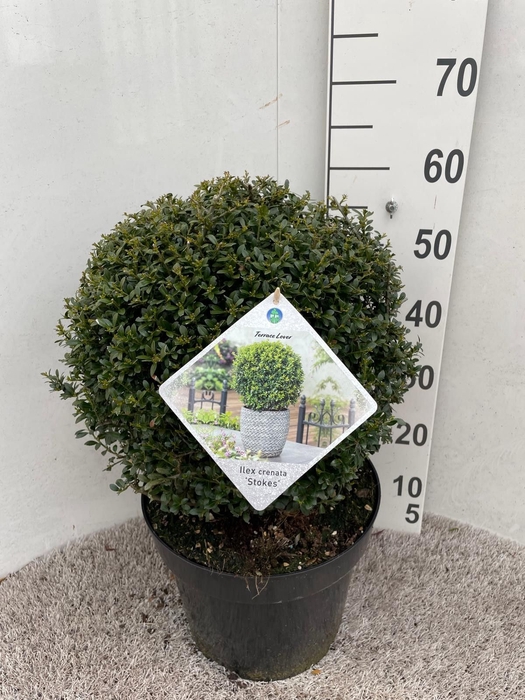 <h4>ILEX CR STOKES</h4>