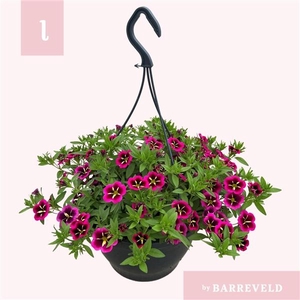 Calibrachoa Cabaret Good Night Kiss