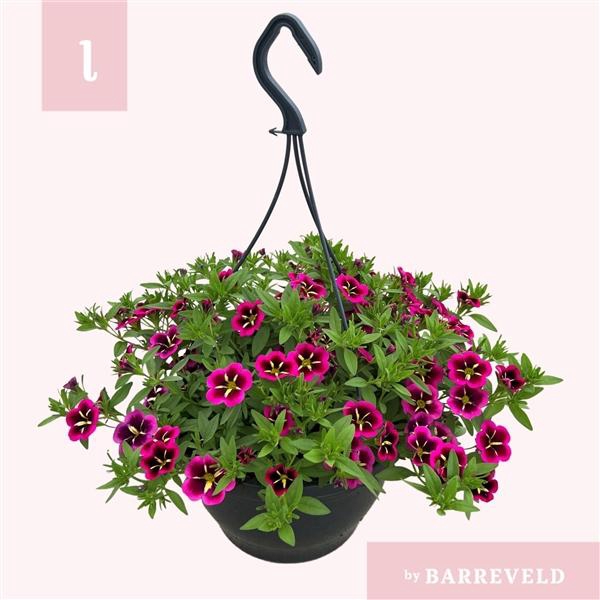 <h4>Calibrachoa Cabaret Good Night Kiss</h4>