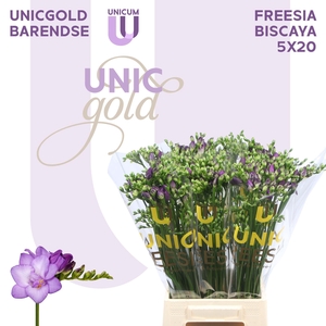 UG Barendse - Biscaya 10x10