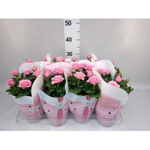 Rosa  'Amorosa Infinity Soft Pink'