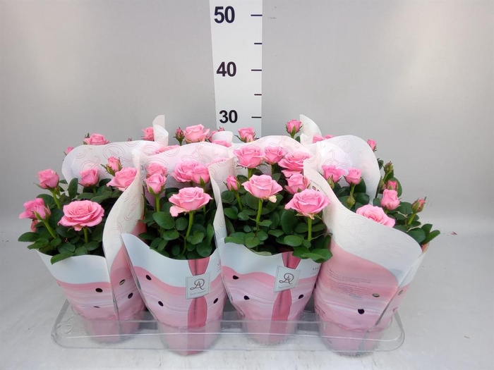 <h4>Rosa  'Amorosa Infinity Soft Pink'</h4>