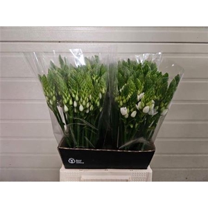 Ornit Thyrsoides 55cm