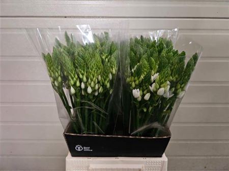 <h4>Ornit Thyrsoides 55cm</h4>