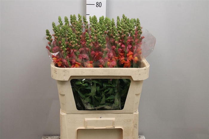 <h4>Antir Ani Orange</h4>