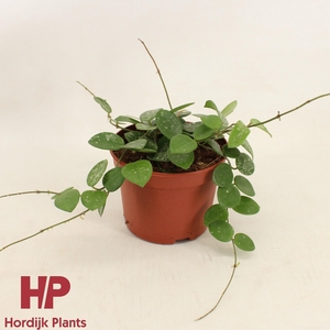 Hoya Mathilde Splash P12