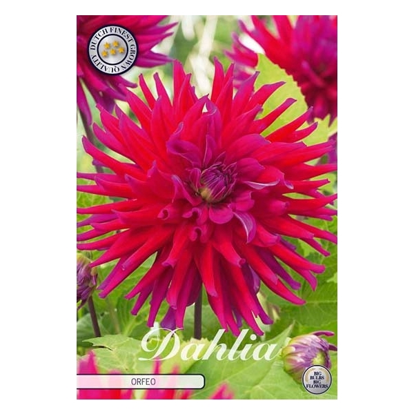 <h4>Dahlia Orfeo x1</h4>