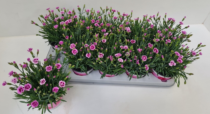 arr8 Dian Di Pink Kisses