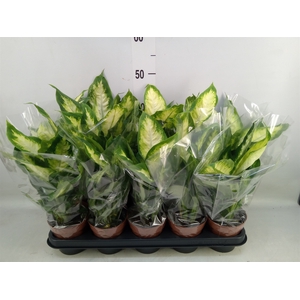 Dieffenbachia  'Camilla'