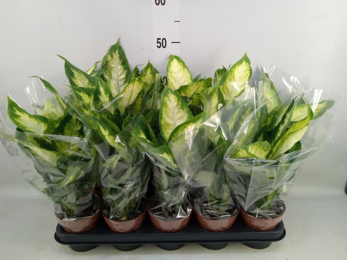 <h4>Dieffenbachia  'Camilla'</h4>