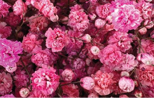 <h4>GYPS BLUSH WHISPER</h4>