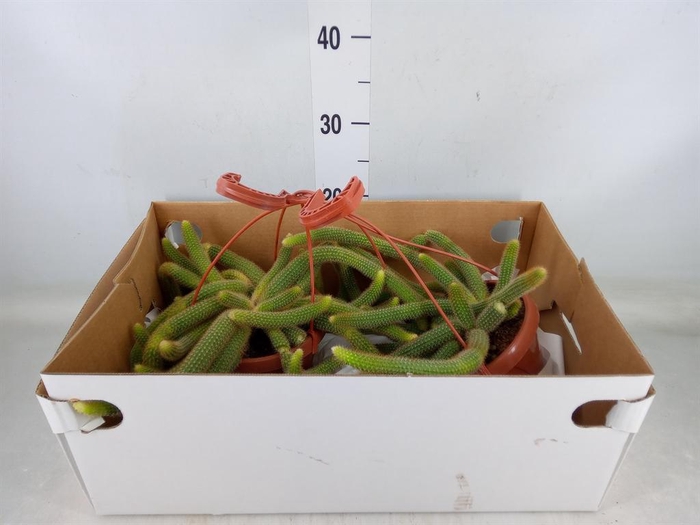 <h4>Cactus   ...</h4>