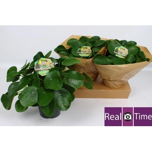 PILEA PEPEROMIOIDES