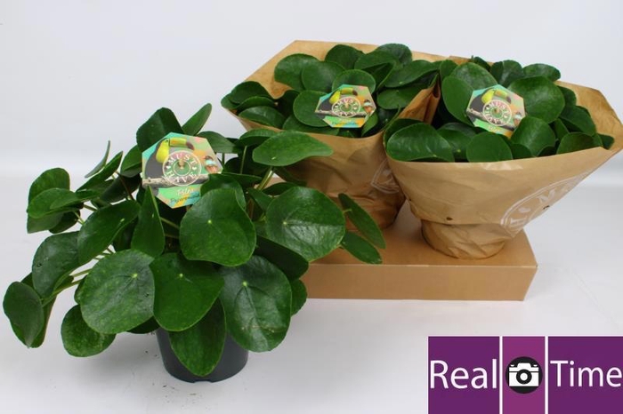 <h4>PILEA PEPEROMIOIDES</h4>